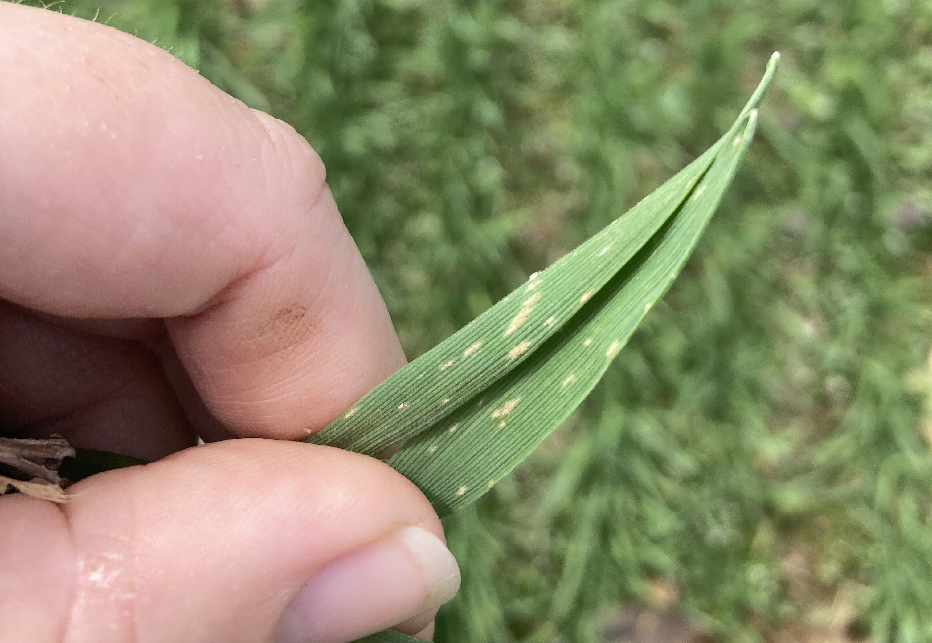 A hand holding a blade of wheat grass with light brown, discolored blotches on it.